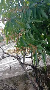 Image result for Ateleia herbert-smithii