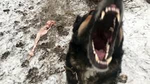 #1 recommended dog training tool. Dog Barking Stock Video Footage Royalty Free Dog Barking Videos Pond5