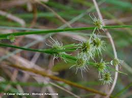 Image result for Rhynchospora holoschoenoides