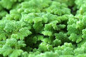 Image result for Azolla