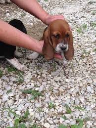 Black And White Basset Hound Puppy Basset Hound Puppies Pets Or Hunting Stock Basset Hound For Sale Hound Puppies Basset Hound Puppy