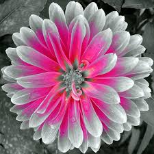 Black And White Picture With Color Accents Color Accent Black And White Flowers Color Splash Pink Color Splash Photography