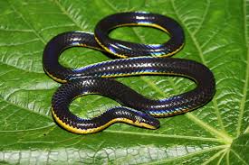 Image result for Urochloa semiundulata