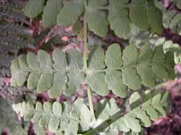 Image result for Histiopteris