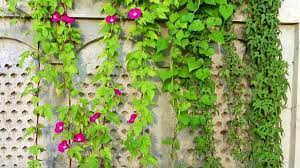 Gamalon Mein Morning Glory Vine Growing And Care Urdu Hindi Youtube