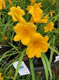 Mature plants can have several scapes, each with multiple flowers. In The Garden Only 80 000 Varieties Crozet Gazette