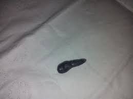 Coda di topo 28 interpretazione del sogno: Aiuto Di Cosa Si Tratta