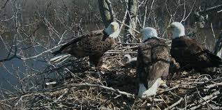 Trio Bald Eagle Nest Cam Live Stewards Of The Upper Mississippi River Refuge Bald Eagle Nest Cam