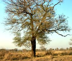 Image result for Acacia davyi