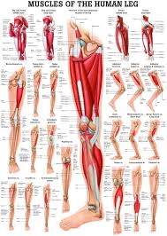 Simple exercises to strengthen your feet, part 3. Amazon Com Muscles Of The Leg Laminated Anatomy Chart By Anatomical Worldwide Toys Games