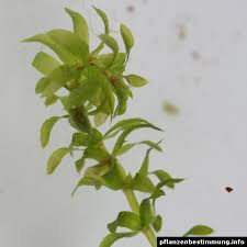 Image result for Hydrilla verticillata