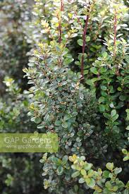 Image result for Myrsine africana