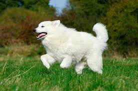 L'histoire du chien montagne des pyrénées le dogue du tibetl'ancêtre du chien montagne des pyrénées serait le dogue du tibet qui aurait suivi ses maîtres. Montagne Des Pyrenees Caractere Et Education Ooreka
