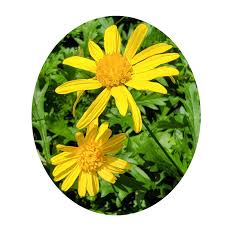 Image result for Euryops chrysanthemoides
