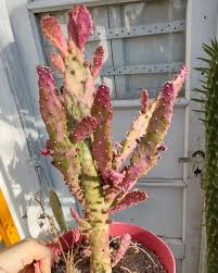 Image result for Opuntia monacantha
