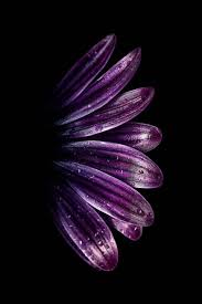 4k wallpapers of amoled for free download. This Is Samsung S11 Flower Amoled Wallpaper 4k Ultra Hd 3 Amoled Wallpaper Samsung Wa Phone Wallpapers Vintage 4k Wallpaper For Mobile Flower Phone Wallpaper