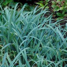 Image result for Carex johnstonii