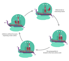 In molecular biology and genetics, translation is the process in which ribosomes in the cytoplasm or endoplasmic reticulum synthesize proteins after the process of transcription of dna to rna in the cell's nucleus. Overview Of Translation Article Khan Academy