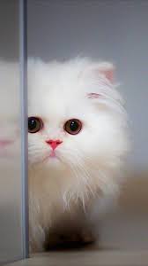the master training for cat kitten wallpaper cute cat wallpaper white kittens
