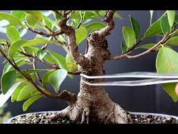 Cutting involves taking branches from a healthy tree and placing it into soil to create a new tree. Ficus Bonsai Cutting Of A Cutting Dec 2016 Youtube