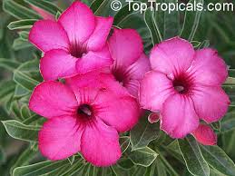 Image result for Adenium swazicum