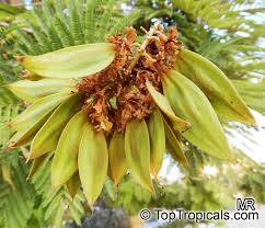 Image result for Peltophorum africanum