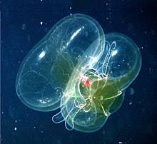 Both have existed for 500 million years. Ctenophora Wikipedia