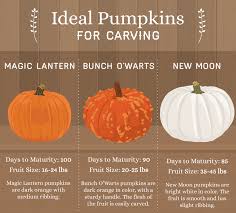 Maybe you would like to learn more about one of these? Pumpkins Galore Everything You Need To Know About Jack O Lanterns Food Wine