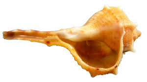 Die purpurschnecke beinhaltet den farbstoff dunkelrot (purpur) comment: Fuerteventura Purpur Wertvoller Als Gold Sunny Fuerte