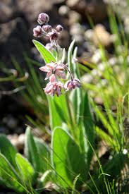 Image result for Corycium dracomontanum