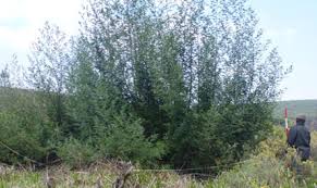 Image result for Aspidoglossum hirundo