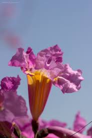 Image result for Handroanthus sp. near impetiginosus