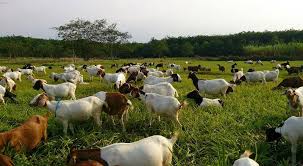 Ukuran umbaran kandang kambing disesuaikan dengan luas lahan yang tersedia. Panduan Umum Ternak Kambing Nuansa Baru
