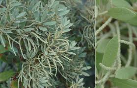 Image result for Daknopholis