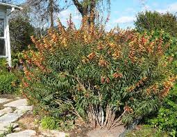 For improved health, a better life, and a greater world if you're like us, you love to garden. Why Garden