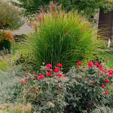 Image result for Miscanthus violaceus