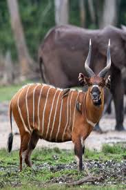 Image result for Zanha africana
