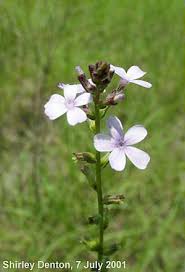 Image result for Buchnera affinis