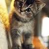 Koleksi gambar kucing yang sangat gemuk dan comel cisdel com. 1