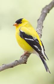 Birds With Yellow Feathers In Michigan American Goldfinch Beautiful Birds Pet Birds Wild Birds