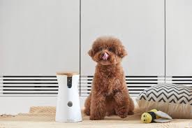 Anne loo pets cremation bereavement funeral malaysia pets in peace. 5 High Tech Pet Gadgets That Are Totally Life Changing Tatler Malaysia