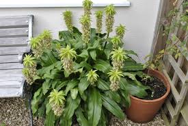 Image result for Lankesteria alba