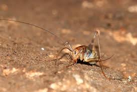 Also if you have any damp areas around the house try and get them dried out since crickets love damp areas. Spencer Pest Servicescamel Crickets Spencer Pest Services
