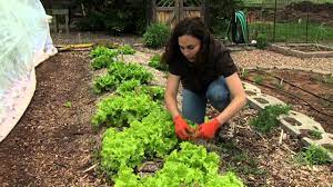 If you don't need the space right away, plant loose leaf lettuce … Harvesting Lettuce Youtube
