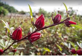 Tanaman ini tidak hanya memiliki khasiat herbal, karena bentuk bunganya yang indah maka rosela sering dijadikan sebagai tanaman hias. Kelopak Bunga Rosela Tanaman Herbal Berkhasiat Untuk Turunkan Darah Tinggi Okezone Lifestyle