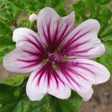 Eugenie A On Instagram Flowers Beautifulflowers Floral Shots Flowerphotos Flower Photos Flower Lover Color Pencil Art