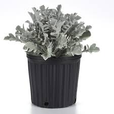 Image result for Centaurea ragusina