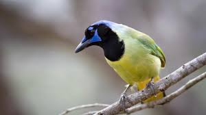 Birds are everywhere, all the time, doing fascinating things. Great Backyard Bird Count Begins Feb 12 Cals