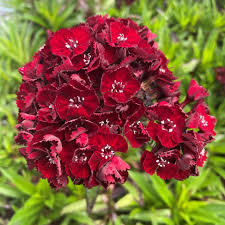 Image result for Dianthus burchellii
