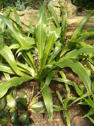 Image result for Chlorophytum macrophyllum